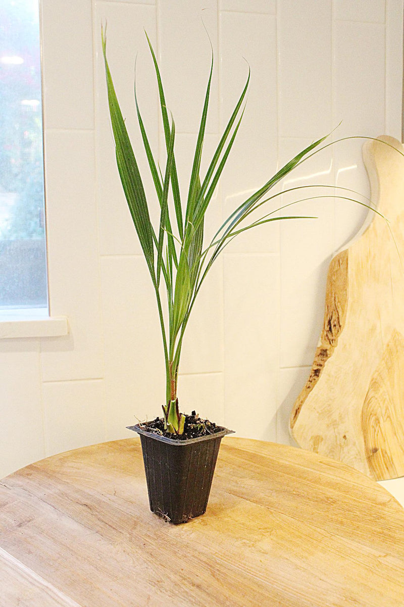 Pygmy Date Palm – Tropical Indoor Starter Plant