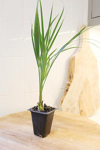 Pygmy Date Palm – Tropical Indoor Starter Plant