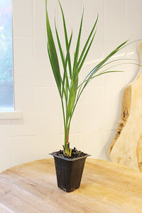 Pygmy Date Palm – Tropical Indoor Starter Plant
