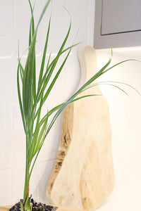 Pygmy Date Palm – Tropical Indoor Starter Plant