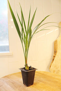 Pygmy Date Palm – Tropical Indoor Starter Plant
