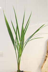 Pygmy Date Palm – Tropical Indoor Starter Plant
