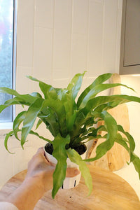 Japanese Bird’s Nest Fern – Tropical Indoor Bathroom Plant