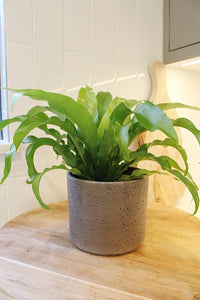 Japanese Bird’s Nest Fern – Tropical Indoor Bathroom Plant