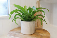 Japanese Bird’s Nest Fern – Tropical Indoor Bathroom Plant