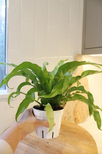 Japanese Bird’s Nest Fern – Tropical Indoor Bathroom Plant