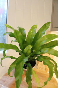 Japanese Bird’s Nest Fern – Tropical Indoor Bathroom Plant