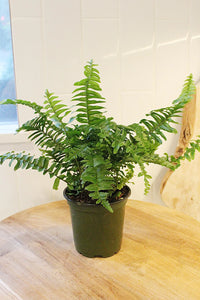 Jester Crown Fern – Tropical Indoor Houseplant