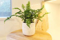 Jester Crown Fern – Tropical Indoor Houseplant