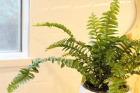 Jester Crown Fern – Tropical Indoor Houseplant