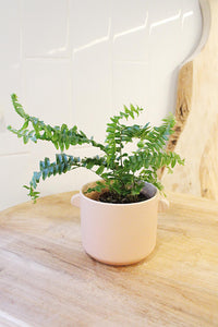 Mini Boston Fern – Beginner Friendly Indoor Houseplant