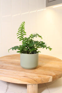 Mini Boston Fern – Beginner Friendly Indoor Houseplant