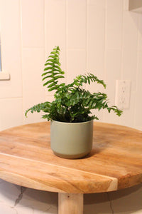 Mini Boston Fern – Beginner Friendly Indoor Houseplant