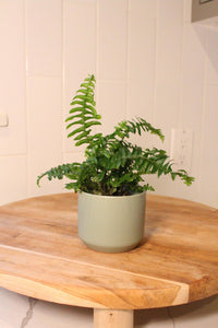 Mini Boston Fern – Beginner Friendly Indoor Houseplant