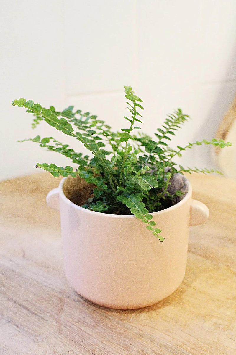 Mini Lemon Button Fern – Beginner Friendly Indoor Houseplant