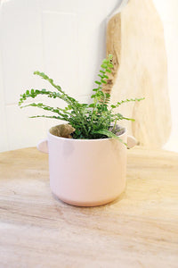 Mini Lemon Button Fern – Beginner Friendly Indoor Houseplant