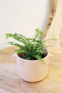 Mini Lemon Button Fern – Beginner Friendly Indoor Houseplant