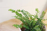 Mini Lemon Button Fern – Beginner Friendly Indoor Houseplant