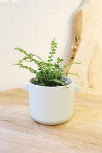 Mini Lemon Button Fern – Beginner Friendly Indoor Houseplant