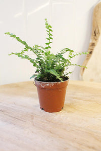 Mini Lemon Button Fern – Beginner Friendly Indoor Houseplant