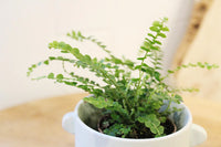 Mini Lemon Button Fern – Beginner Friendly Indoor Houseplant