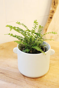 Mini Lemon Button Fern – Beginner Friendly Indoor Houseplant
