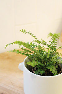 Mini Lemon Button Fern – Beginner Friendly Indoor Houseplant