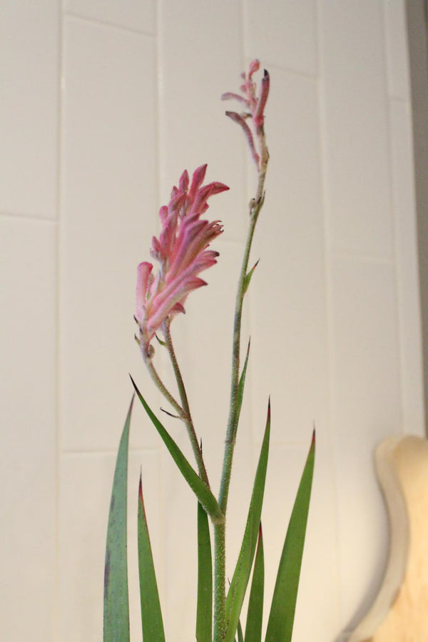 Pink Kangaroo Paw – Drought-Tolerant Perennial Starter Plant