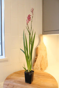 Pink Kangaroo Paw – Drought-Tolerant Perennial Starter Plant