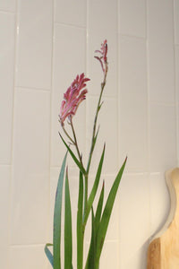 Pink Kangaroo Paw – Drought-Tolerant Perennial Starter Plant