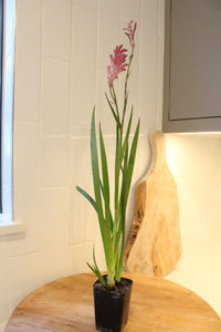 Pink Kangaroo Paw – Drought-Tolerant Perennial Starter Plant