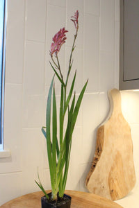 Pink Kangaroo Paw – Drought-Tolerant Perennial Starter Plant