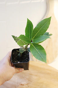 Sweet Bay Laurel Plant – Culinary Herb Starter