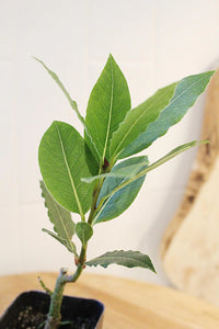 Sweet Bay Laurel Plant – Culinary Herb Starter