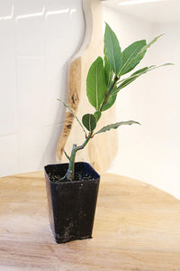 Sweet Bay Laurel Plant – Culinary Herb Starter