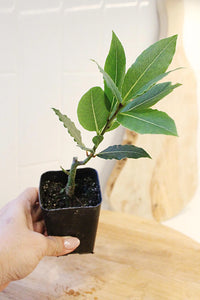 Sweet Bay Laurel Plant – Culinary Herb Starter