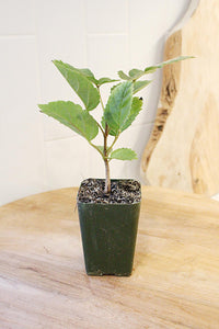 Golden Trumpet Tree – Yellow Flowering Starter Sapling