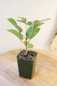 Golden Trumpet Tree – Yellow Flowering Starter Sapling