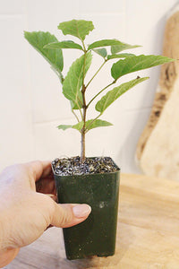 Golden Trumpet Tree – Yellow Flowering Starter Sapling