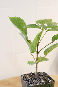 Golden Trumpet Tree – Yellow Flowering Starter Sapling