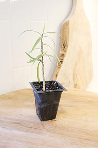 Australian Willow – Drought-Tolerant Bonsai Starter Tree