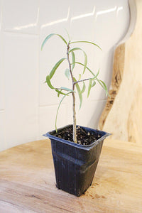 Australian Willow – Drought-Tolerant Bonsai Starter Tree