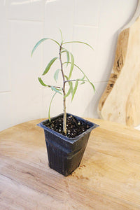 Australian Willow – Drought-Tolerant Bonsai Starter Tree