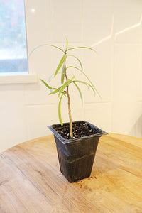 Australian Willow – Drought-Tolerant Bonsai Starter Tree