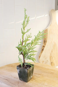 Sabina Juniper Bonsai – Beginner Friendly Outdoor Tree