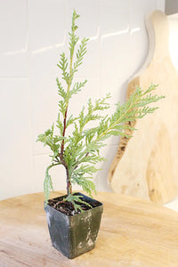 Sabina Juniper Bonsai – Beginner Friendly Outdoor Tree