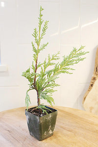 Sabina Juniper Bonsai – Beginner Friendly Outdoor Tree