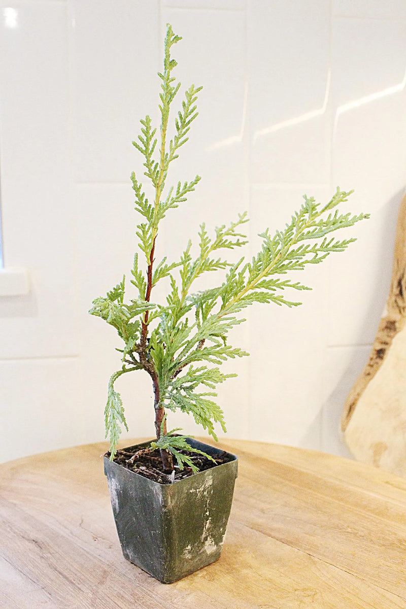 Sabina Juniper Bonsai – Beginner Friendly Outdoor Tree