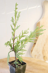 Sabina Juniper Bonsai – Beginner Friendly Outdoor Tree