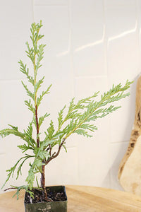 Sabina Juniper Bonsai – Beginner Friendly Outdoor Tree